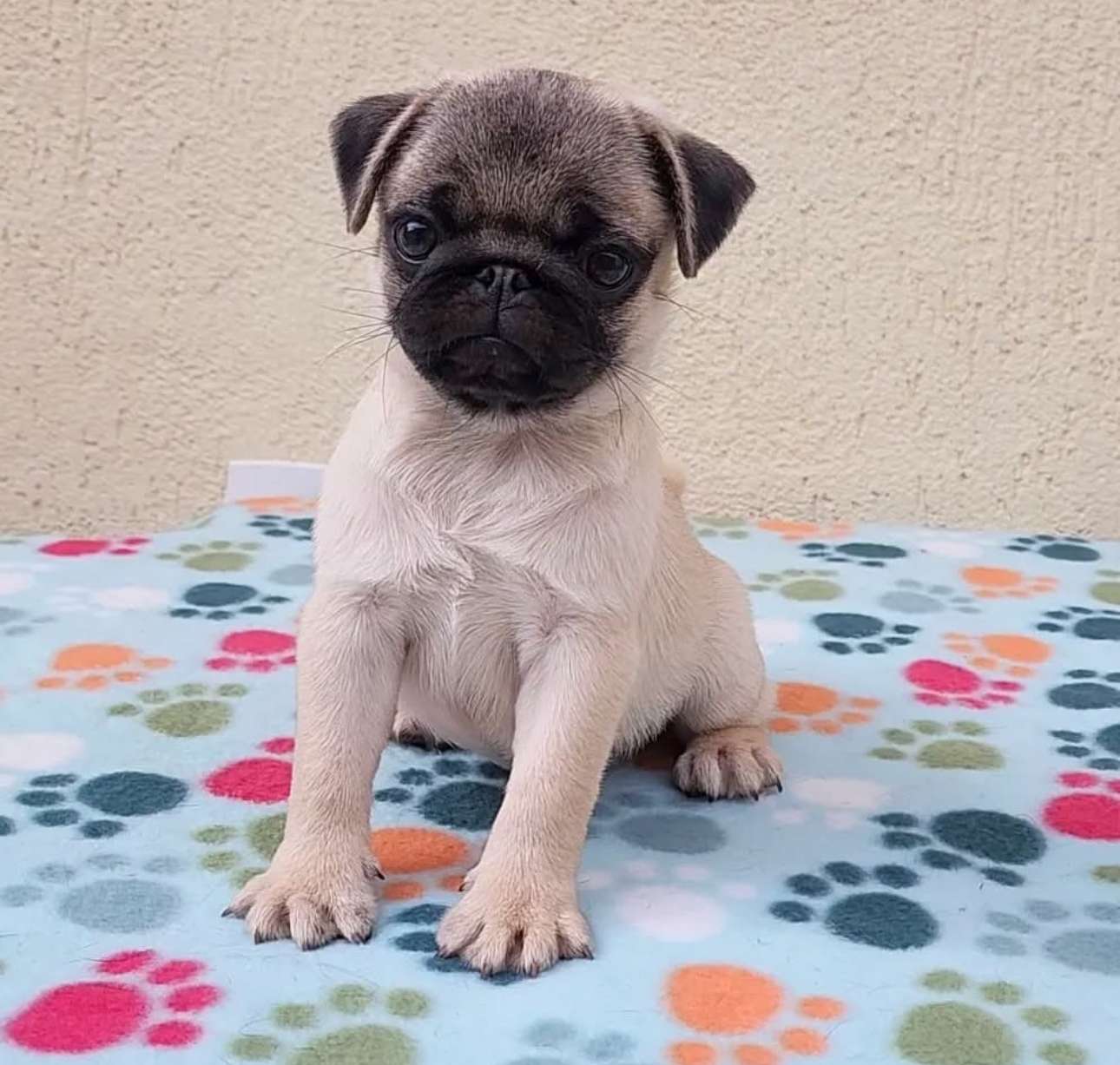 Pug puppy from Pug Lovers Kennel