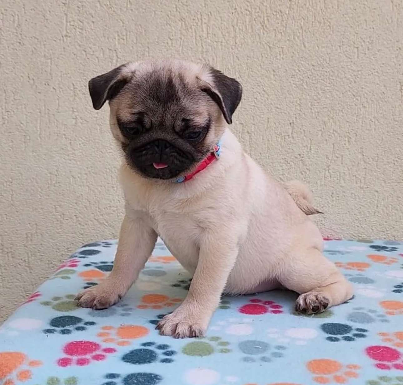 Cute pug puppy